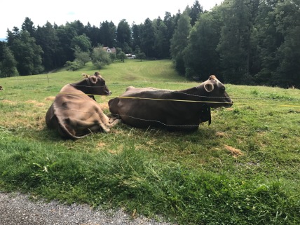 COWS ARE SO BIG!